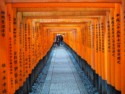Then thousands of torii